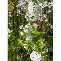 Spiraea cinerea x 'Grefsheim' - Spirée