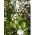 Spiraea cinerea x 'Grefsheim' - Spirée