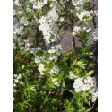 Spiraea cinerea x 'Grefsheim' - Spirée