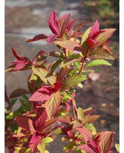 Spiraea japonica 'Macrophylla' - Spirée du Japon