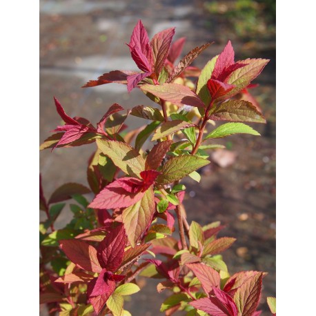 Spiraea japonica 'Macrophylla' - Spirée du Japon