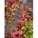 Spiraea japonica 'Macrophylla' - Spirée du Japon