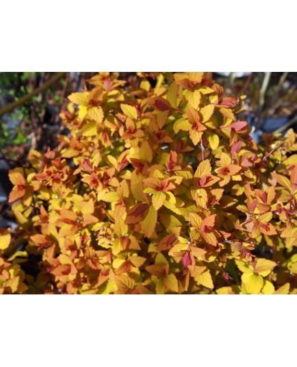 Spiraea japonica 'Merlo Gold ' ®