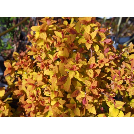 Spiraea japonica 'Merlo Gold ' ®