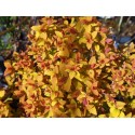 Spiraea japonica 'Merlo Gold ' ®