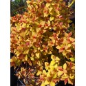 Spiraea japonica 'Merlo Gold ' ®