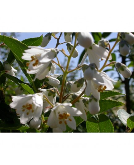 Deutzia pulchra
