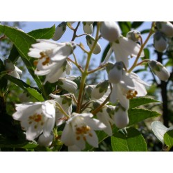 Deutzia pulchra
