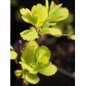 Spiraea betulifolia 'Tor Gold' ®