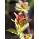 Spiraea japonica 'Red Princess'