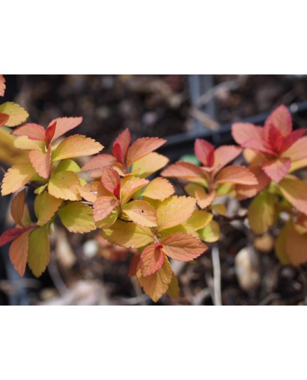 Spiraea japonica 'Zen Spirit Caramel'®