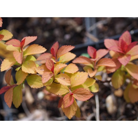 Spiraea japonica 'Zen Spirit Caramel'®