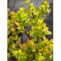 Spiraea betulifolia 'Tor Gold' ®