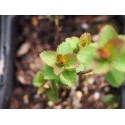 Spiraea betulifolia 'Pink sparkler'®