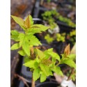 Spiraea japonica 'Flowering Choice'