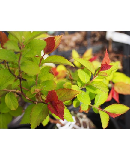 Spiraea japonica 'Double Play Doozie'