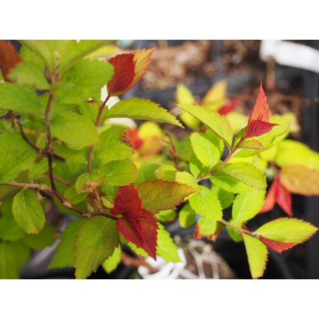 Spiraea japonica 'Double Play Doozie'