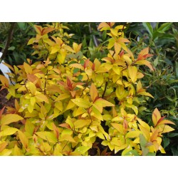 Spiraea japonica 'Goldflame' - Spirée du Japon