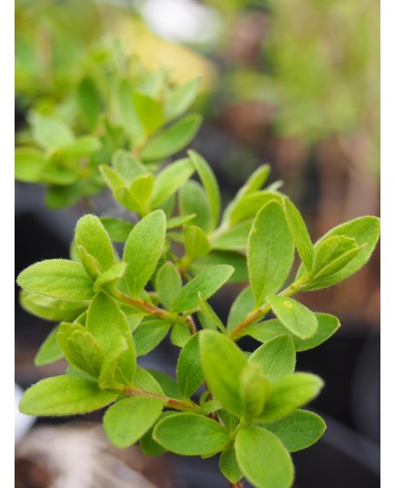 Spiraea mollifolia