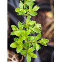 Spiraea mollifolia