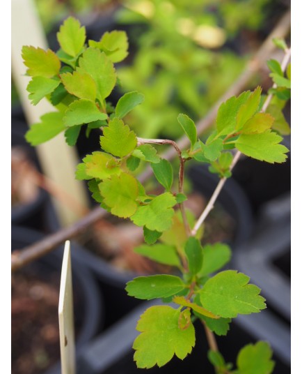 Spiraea schinabeckii x