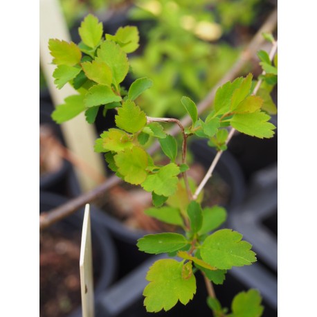 Spiraea schinabeckii x