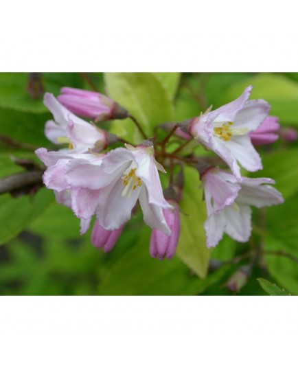 Deutzia rosea x 'Campanulata'