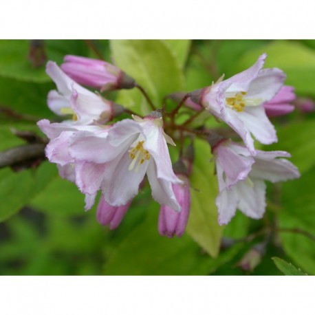 Deutzia rosea x 'Campanulata'