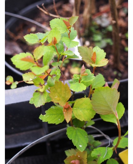 Spiraea pilosa