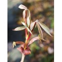 Aesculus parviflora -marronniers nains, pavier
