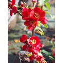 Chaenomeles superba x 'Crimson And Gold' - cognassiers du japon, cognassiers à fleurs,