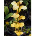 Euonymus vagans - Fusain