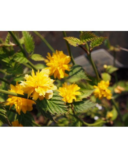 Kerria japonica 'Pleniflora' - Coréte du Japon