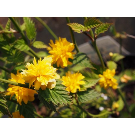 Kerria japonica 'Pleniflora' - Coréte du Japon