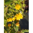 Kerria japonica 'Pleniflora' - Coréte du Japon