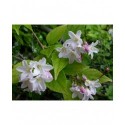 Deutzia rosea x 'Campanulata'