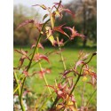 Leycesteria formosa 'Golden Lanterns' ® - arbre aux lanternes doré, Chèvrefeuille de l'Himalaya