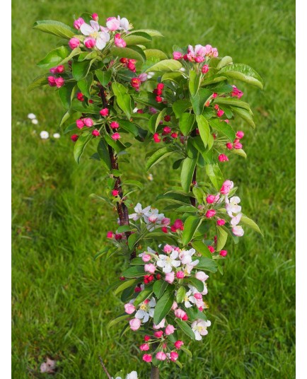 Malus zumi x 'Golden Hornet' - pommiers d'ornement, pommiers d'ornement