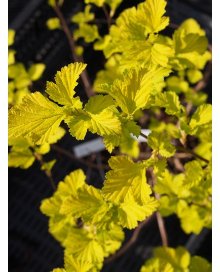 Physocarpus opulifolius 'Dart's Gold' - bois aux sept écorces