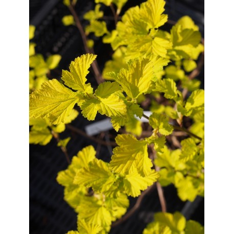 Physocarpus opulifolius 'Dart's Gold' - bois aux sept écorces