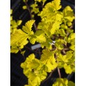 Physocarpus opulifolius 'Dart's Gold' - bois aux sept écorces