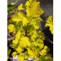 Physocarpus opulifolius 'Dart's Gold' - bois aux sept écorces