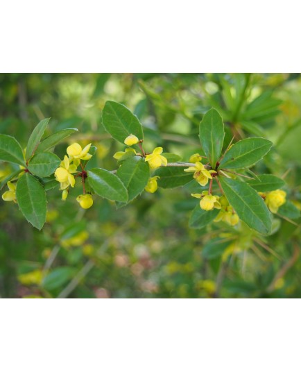 Berberis verruculosa - Epine Vinette