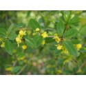 Berberis verruculosa - Epine Vinette