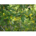 Berberis verruculosa - Epine Vinette