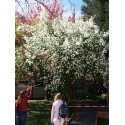 Exochorda racemosa