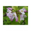 Deutzia rosea x 'Campanulata'