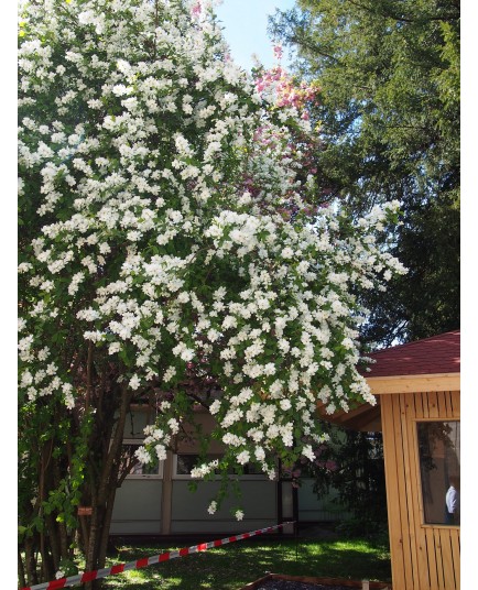 Exochorda racemosa