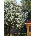 Exochorda racemosa