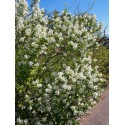 Exochorda racemosa